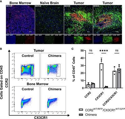 Glioma-derived CCL2 and CCL7 mediate migration of immune suppressive CCR2+/CX3CR1+ M-MDSCs into the tumor microenvironment in a redundant manner